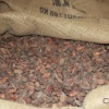 Какао-бобы Criollo Arriba Nacional Эквадор