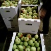 яблоки от производителя