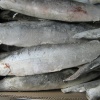 Северная рыба: муксун, омуль, чир
